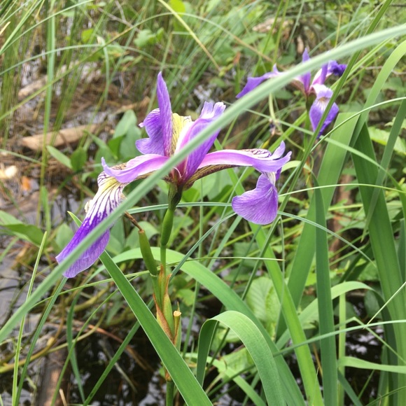 Meet your Posher, Michelle - Picture 1 of 1